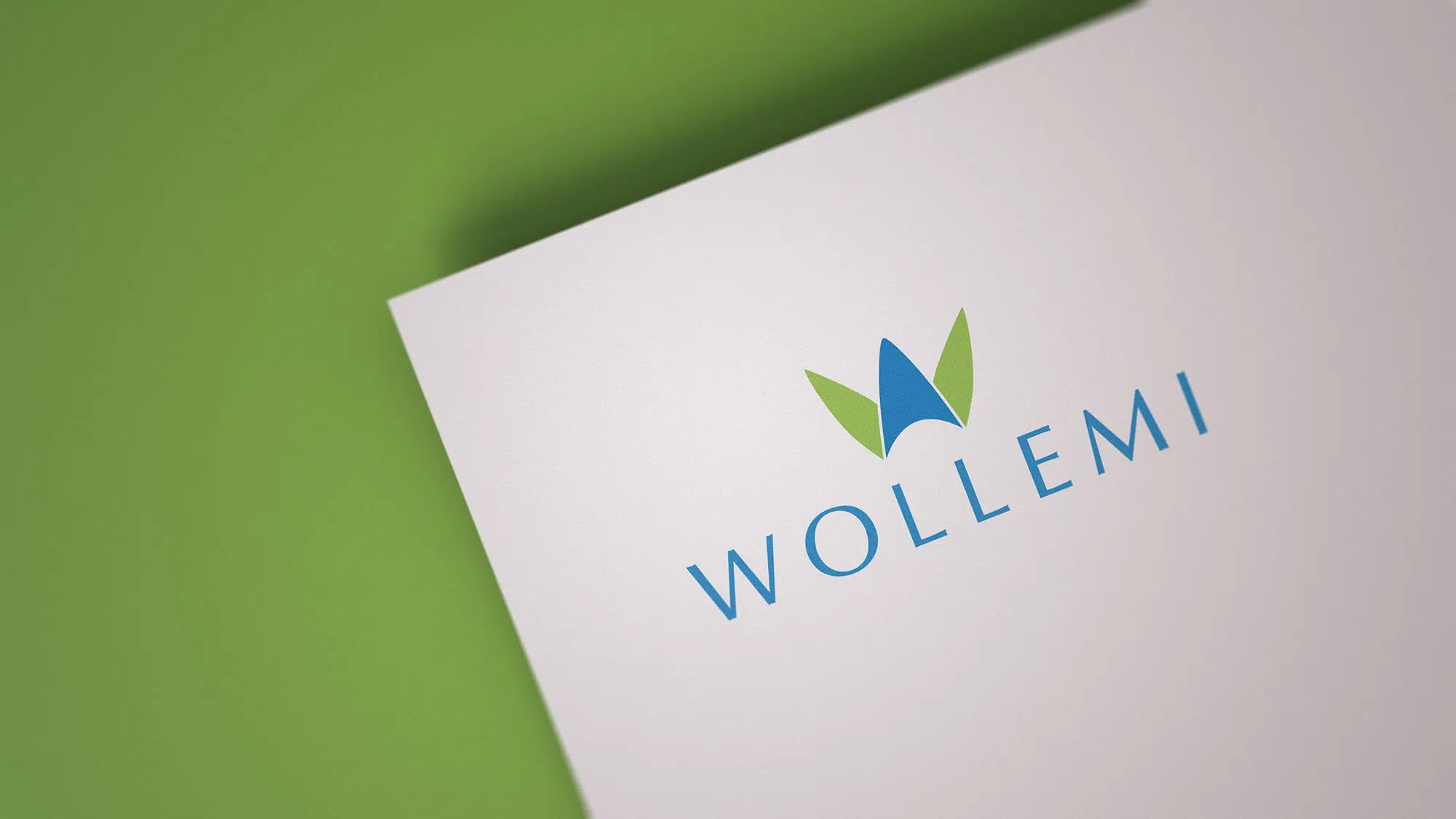 Wollemi - Logo and website design by Studio Exalt